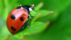 Siebenpunkt-Marienkäfer (6).jpg